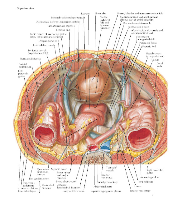 Pelvic Contents: Male Anatomy