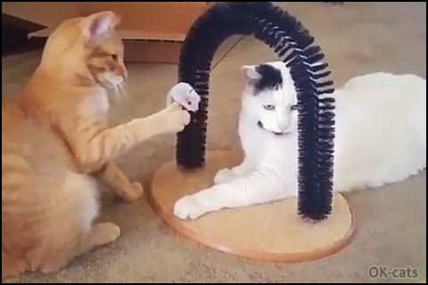 Art Cat GIF • Jerk cat trowing repetitively a plush mouse toy into other cat face. "Excuse me Carl it was unintentional." Art Cat GIF • Jerk cat trowing repetitively a plush mouse toy into other cat face. "Excuse me Carl it was unintentional."