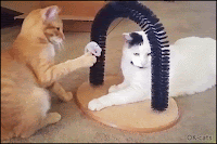 Art Cat GIF • Jerk cat trowing repetitively a plush mouse toy into other cat face. "Excuse me Carl it was unintentional."