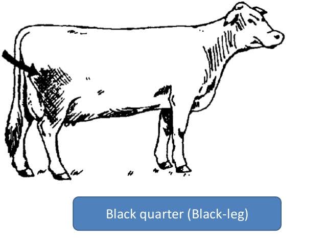 પશુઓમાં થતા ગાંઠીયા તાવની સારવાર અને માહિતી black quarter disease in Animals