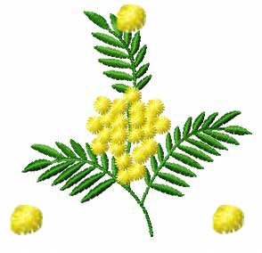 Acacia