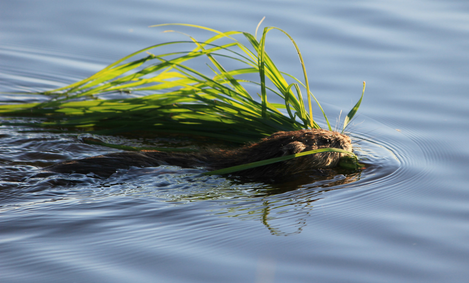 LENS and COVER - PHOTOGRAPHY: Muskrat Swimming