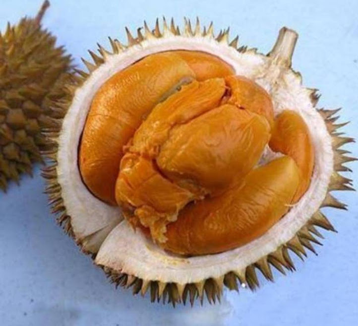Bibit Durian Duri Hitam Super Real Tanaman Buah Durian Duri Hitam Durian Montong Musangking Bawor Sulawesi Utara