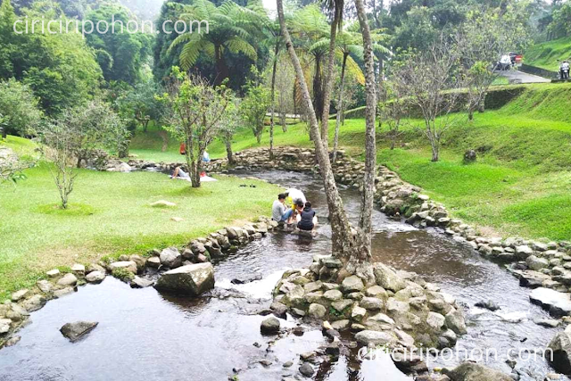 Ciri Ciri Pohon Wisata Sakura