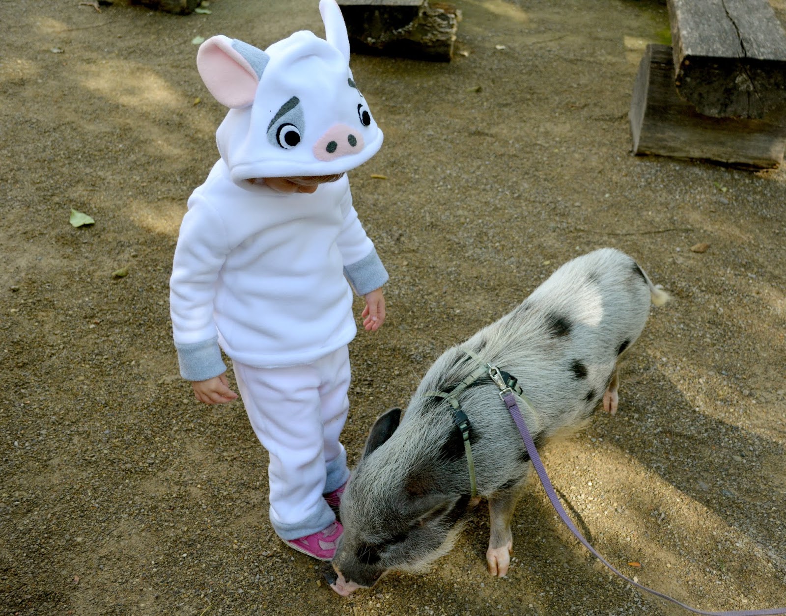 the cozy birdhouse pua at the zooa