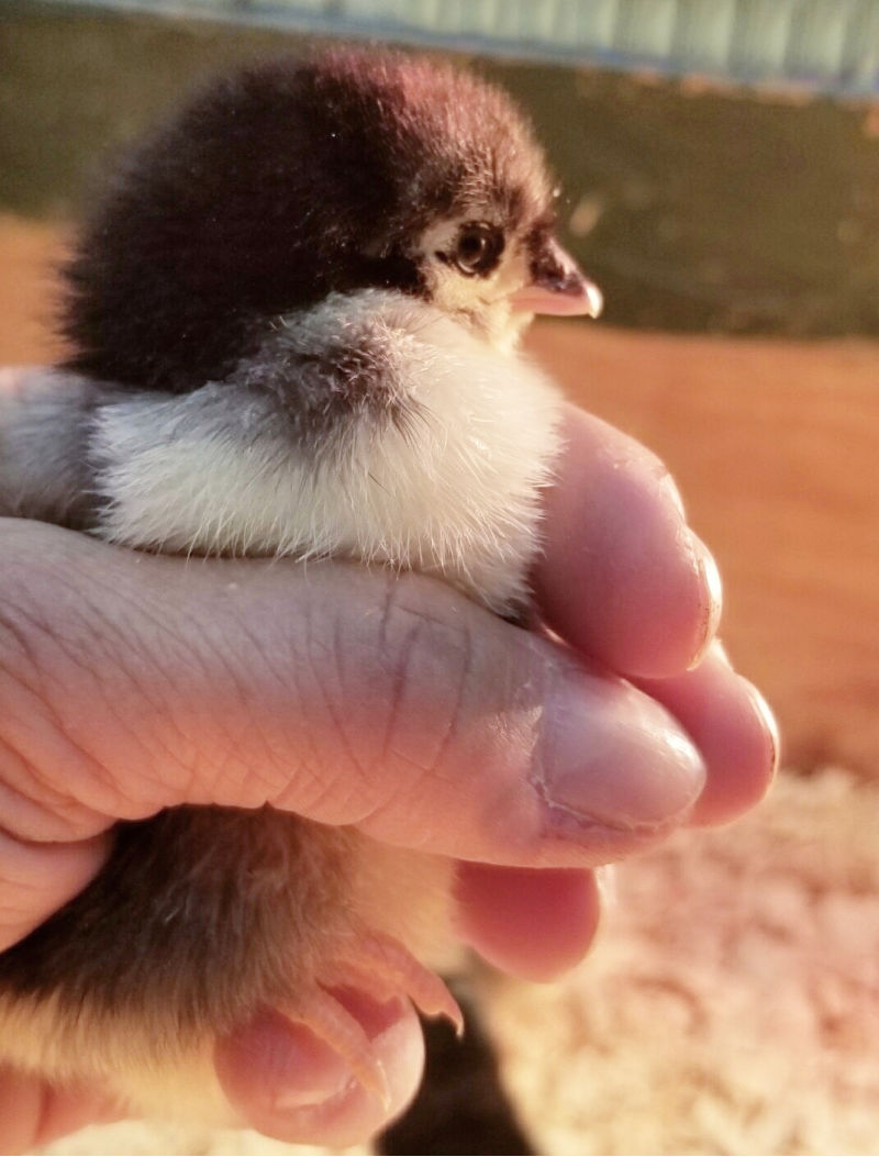 Common Baby Chick Health Issues and Disease Fresh Eggs Daily® with