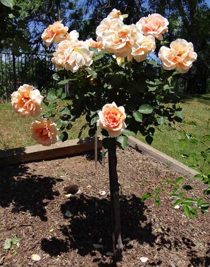 Reflections From the Fence: THE Trip, THE Encore' :: Ione California