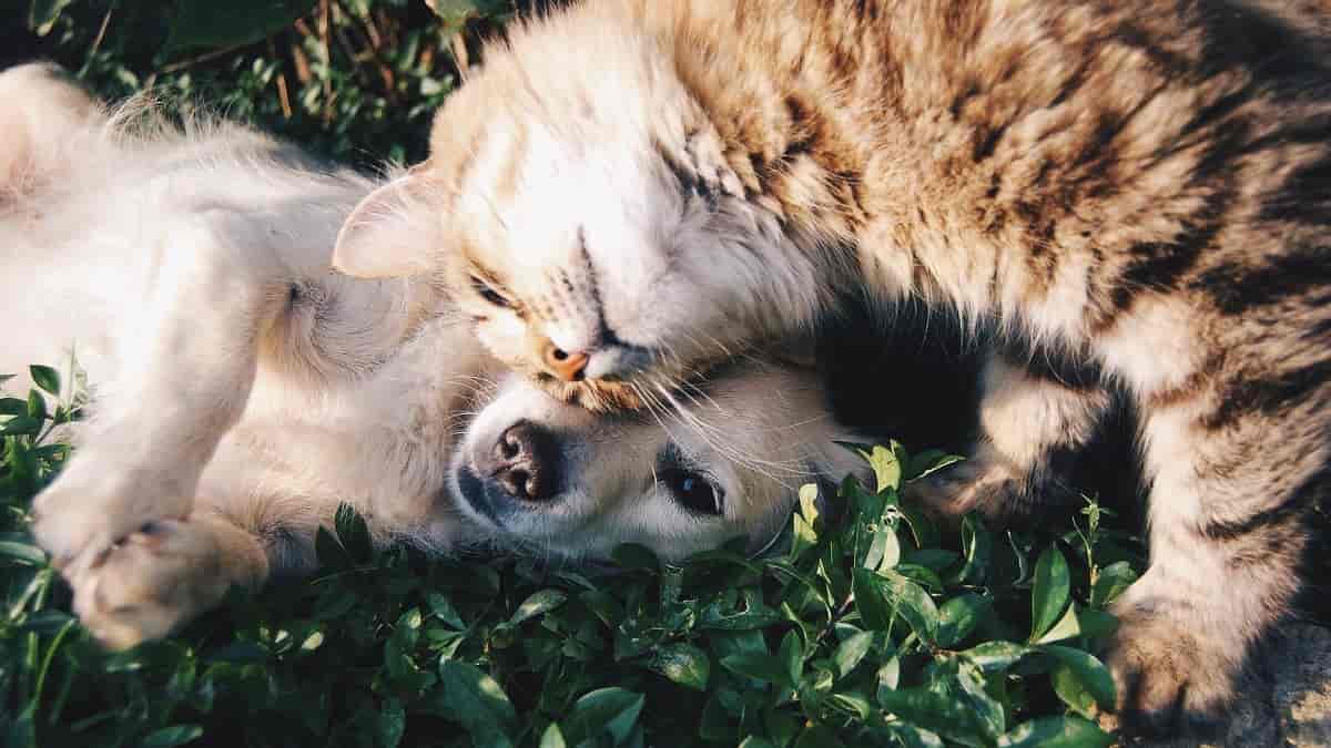 Cães e gatos podem doar sangue