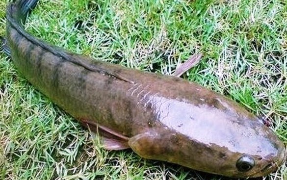 Cara Mudah Membuat Umpan Casting Ikan Gabus Dari Karet Dengan Kail Treeble Kumpulan Tutorial Memasak Terlengkap Pusatnya Tutorial Memasak Terupdate Tutorial Top Banget