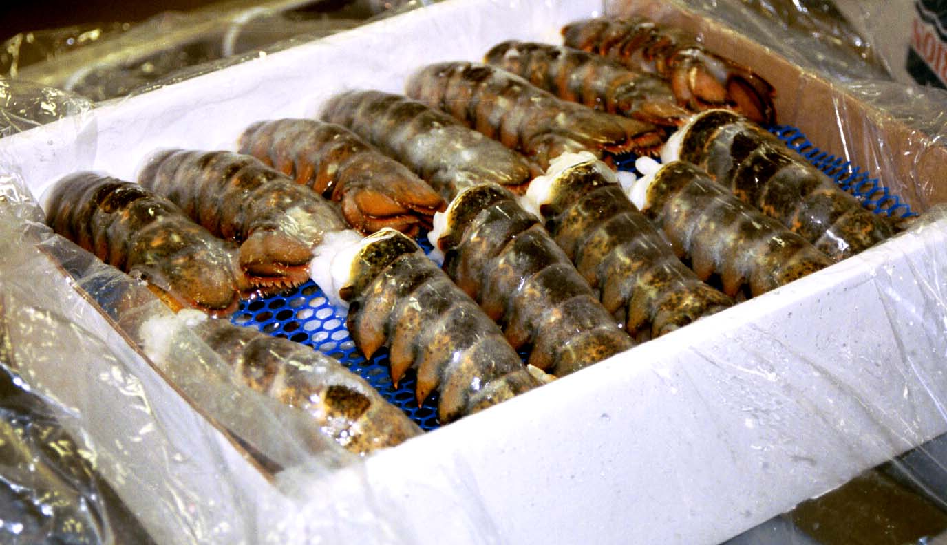 Featured image of post Easiest Way to Make Frozen Maine Lobster Tails Wholesale