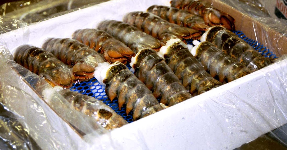 Bulk Frozen Lobster Meat Frozen Lobster Supplier, Frozen Lobster Meat