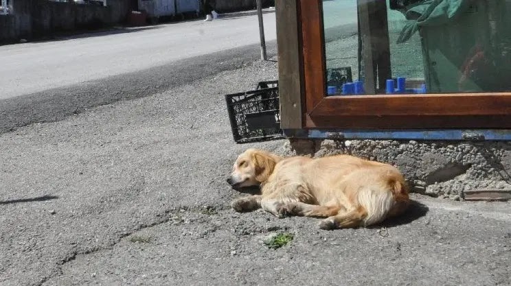 قصة عن الوفاء.. صور كلب ينتظر صديقة المريض 5 أيام أمام المستشفى