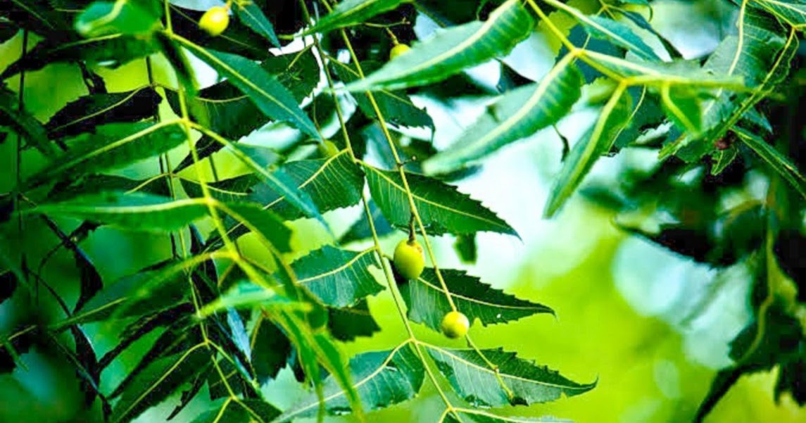 Medicinal Importance Of Neem Tree.