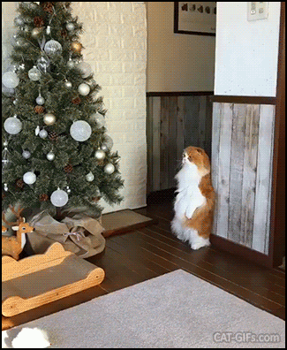 Christmas Cat GIF • Funny MeerCat is mesmerized by the Christmas tree! "WTF is that strange thing!?" Christmas Cat GIF • Funny MeerCat is mesmerized by the Christmas tree! "WTF is that strange thing!?"