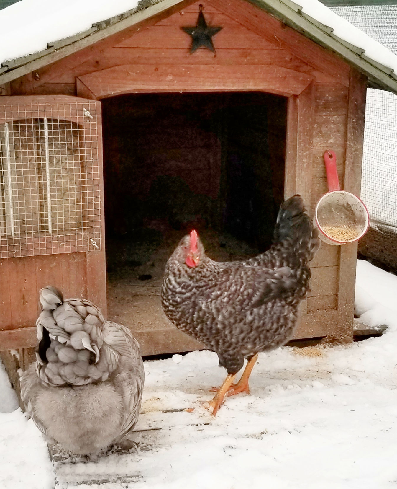Top tips for raising chickens in cold weather
