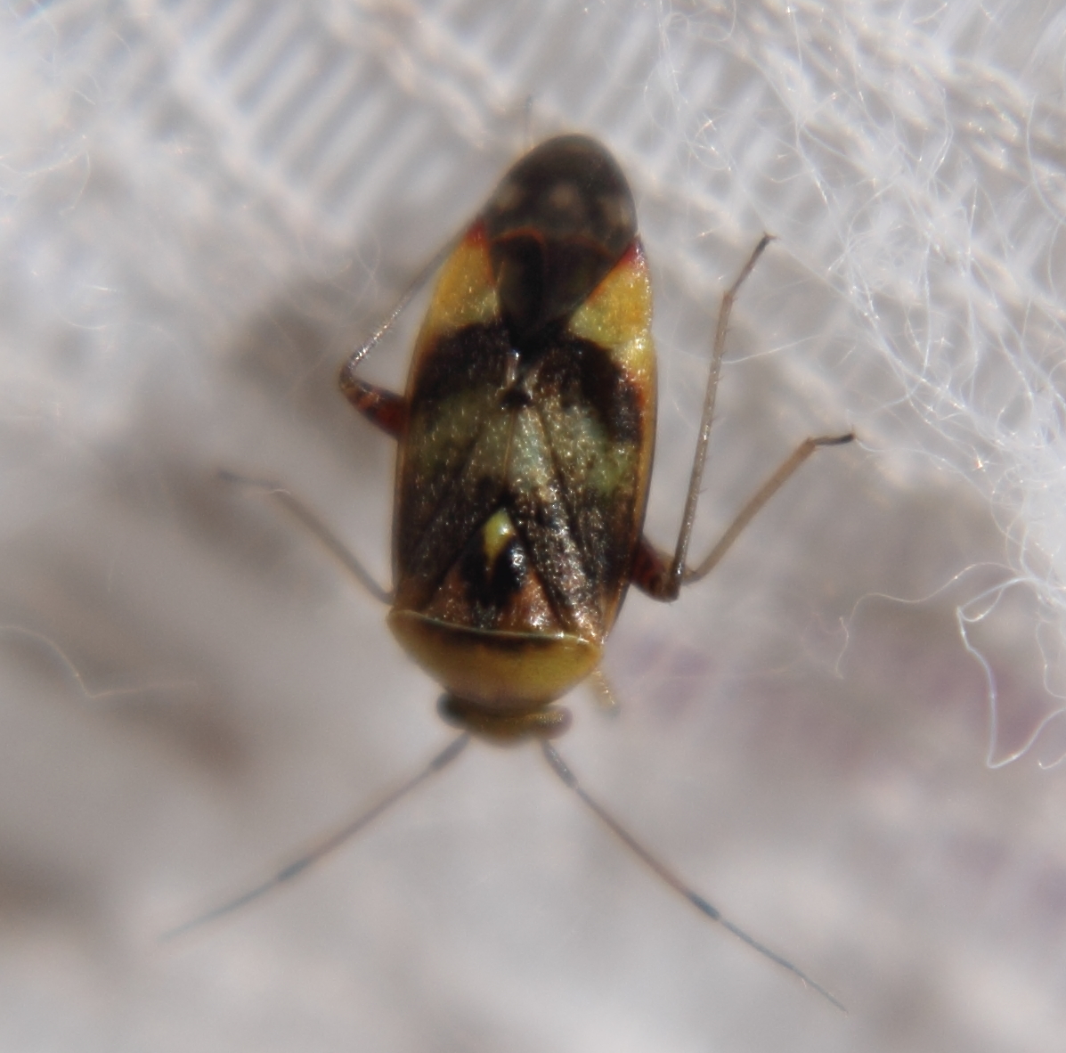 Valley Naturalist: Magor Marsh