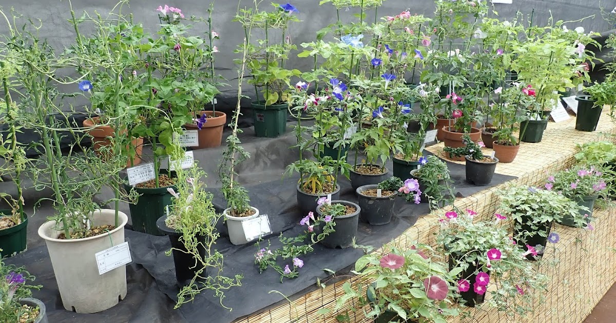 広島市植物公園ブログ これが朝顔 実は伝統園芸植物 変化朝顔展 8 24 9 1