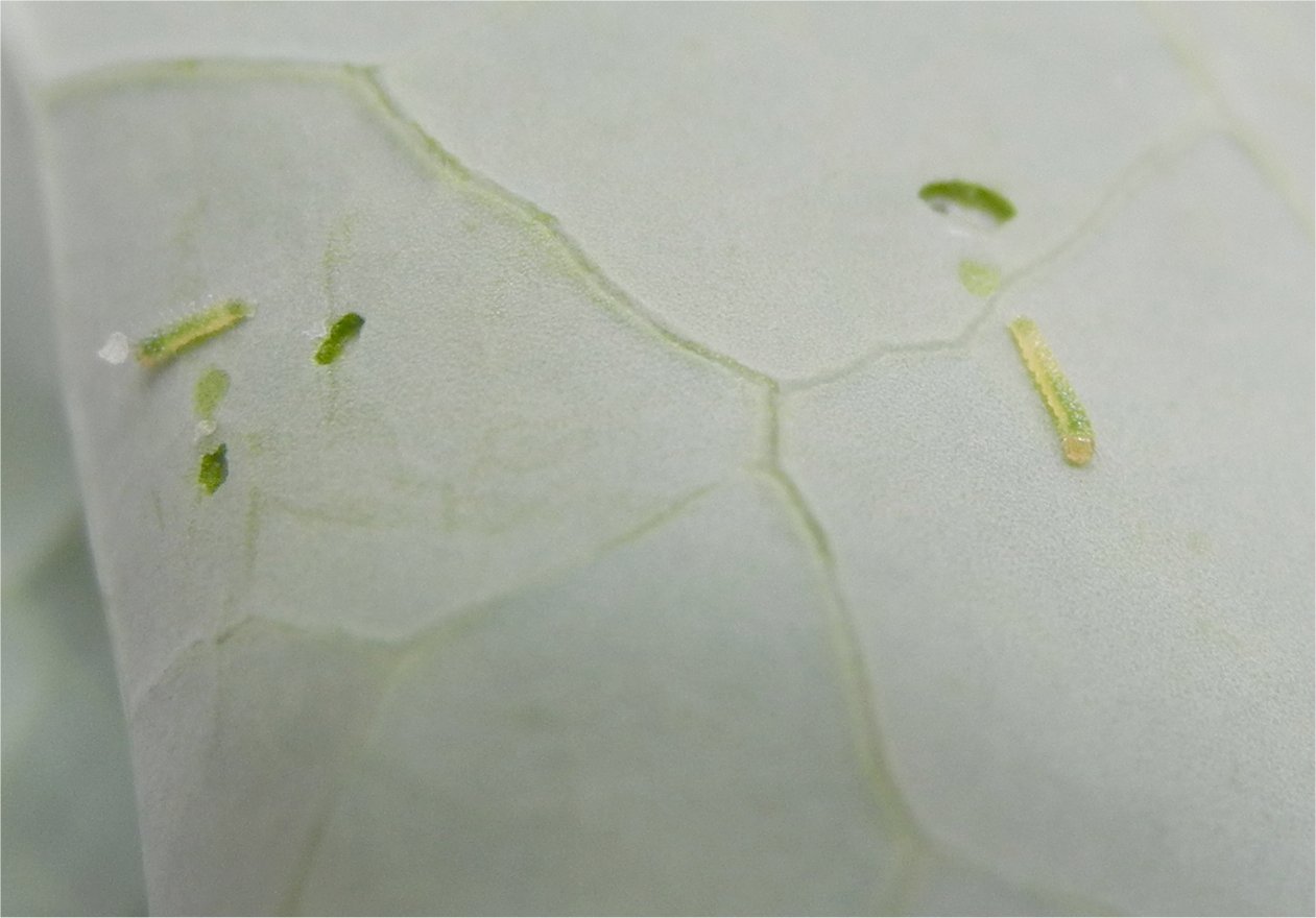 Bed Bug Worm Pictures BangDodo