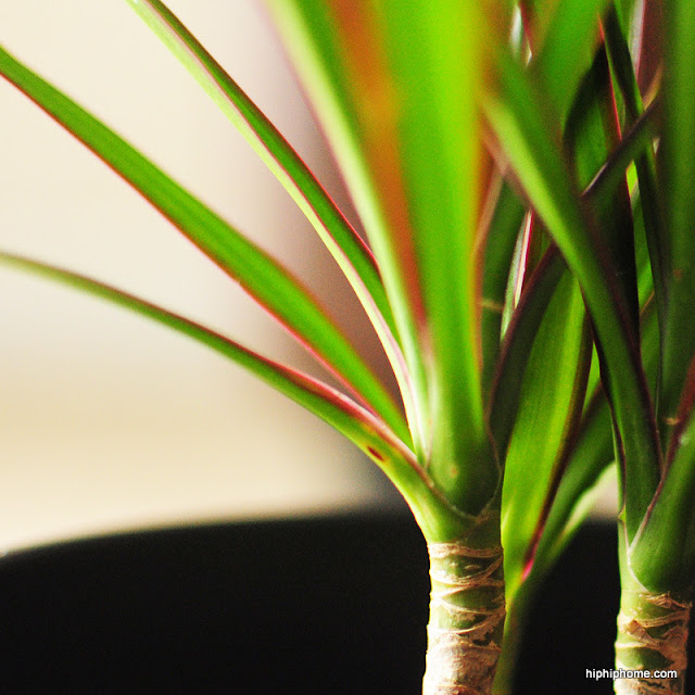 dracaena dragon plant