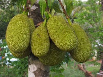 manfaat-buah-nangka-bagi-kesehatan,www.healthnote25.com