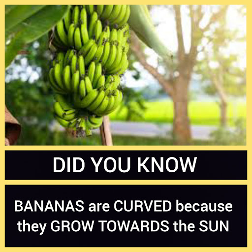 7 Bananas are Curved because they Grow towards the Sun