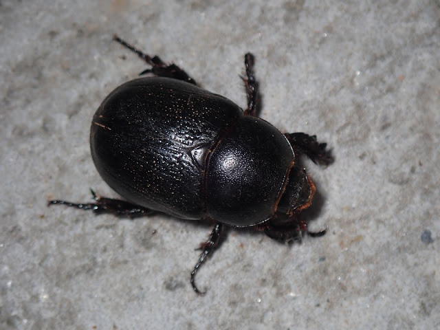 Pentodon bidens Pentodon bidens