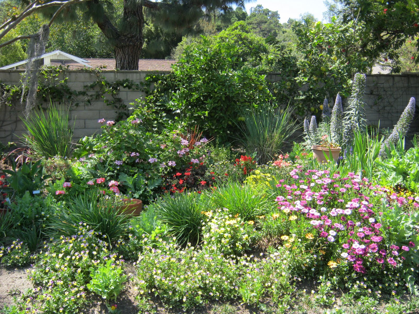 What Grows in Fullerton? Fullerton Beautiful Garden Tour, 2011