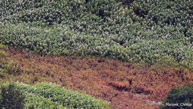 Bed of Flowers