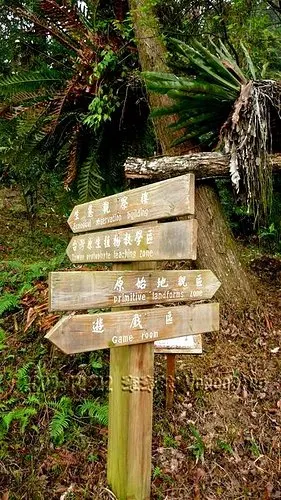 內湖國小全台最美的森林小學｜南投鹿谷景點
