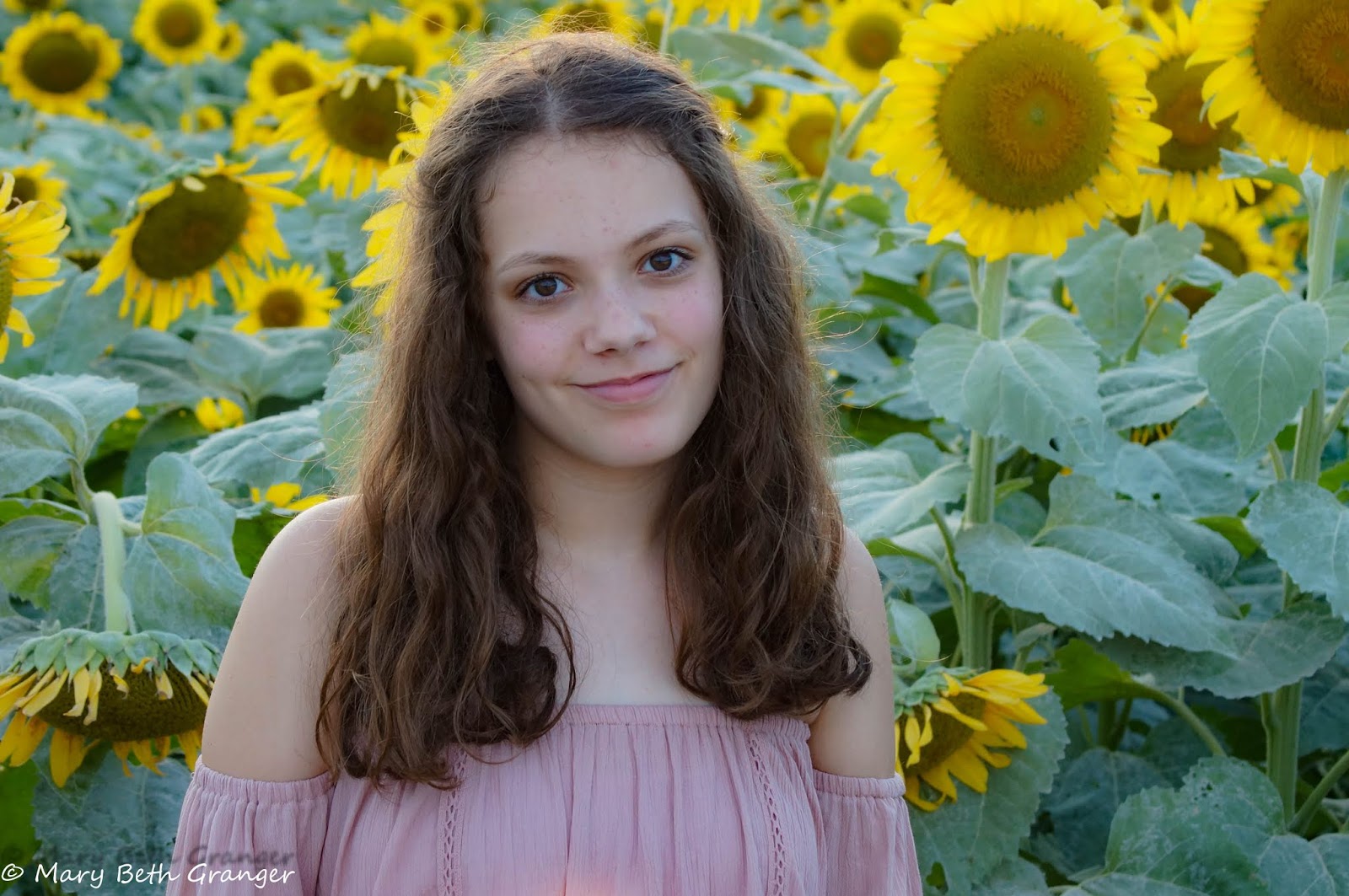 Photographing Sunflowers