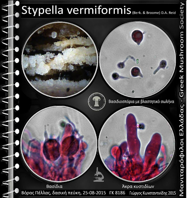 Stypella vermiformis (Berk. & Broome) D.A. Reid