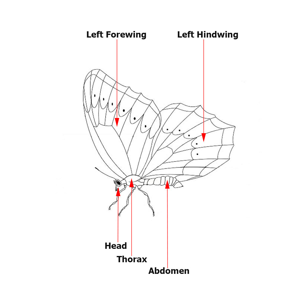 Butterfly Anatomy Diagram