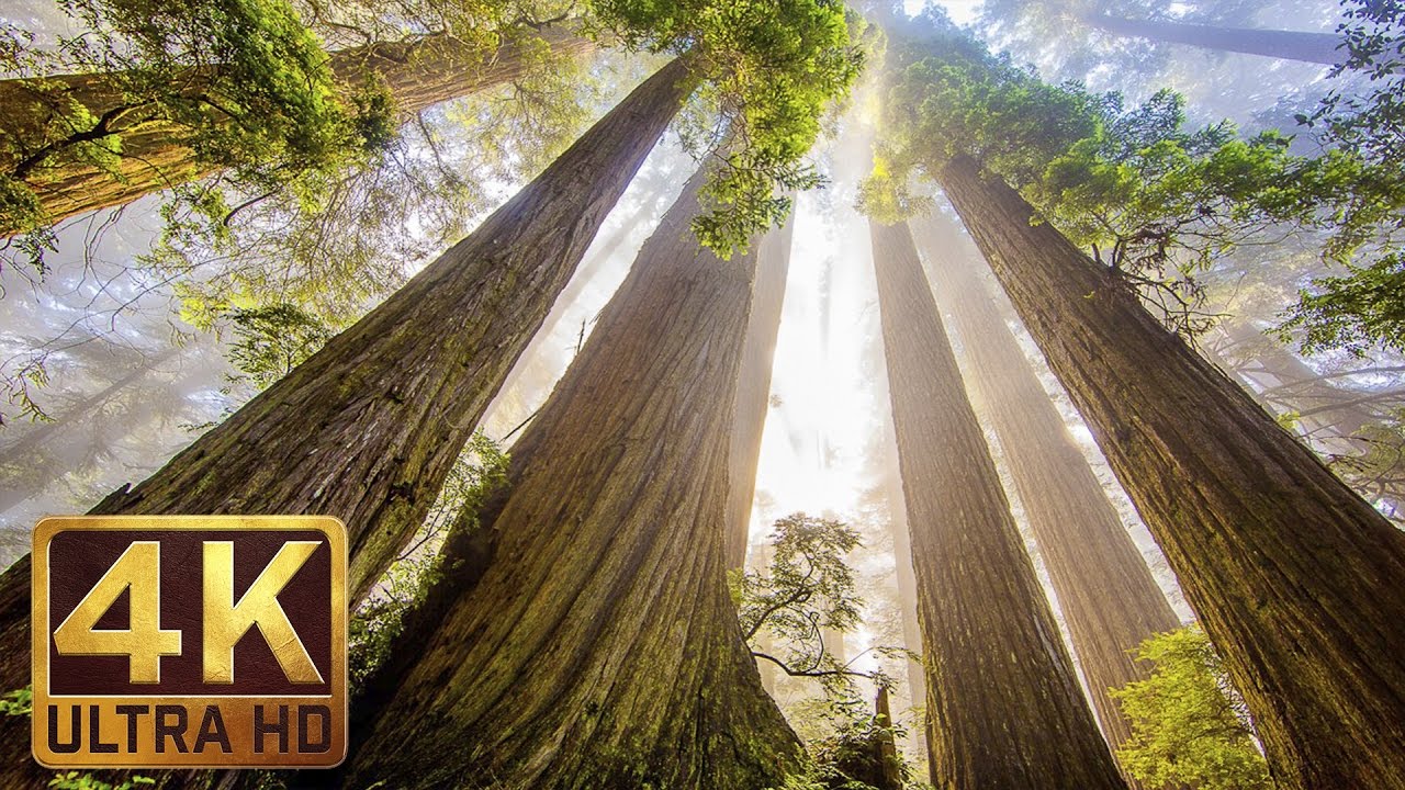The Tallest Trees on Earth Redwood National and State Parks