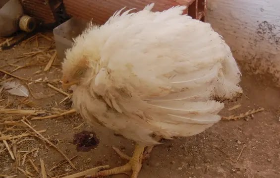 اعراض إصابه الدواجن بالكوكسيديا اعراض إصابه الدواجن بالكوكسيديا