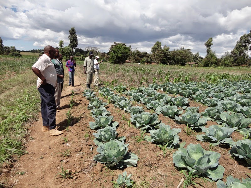 Laikipia Rural Voices (LRV): Matwiku Horticulture Growers seeks to ...