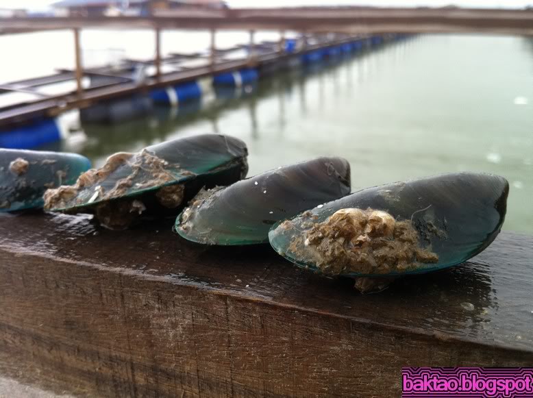 Lim Chu Kang Fish Farm Kelong Fishing in Singapore