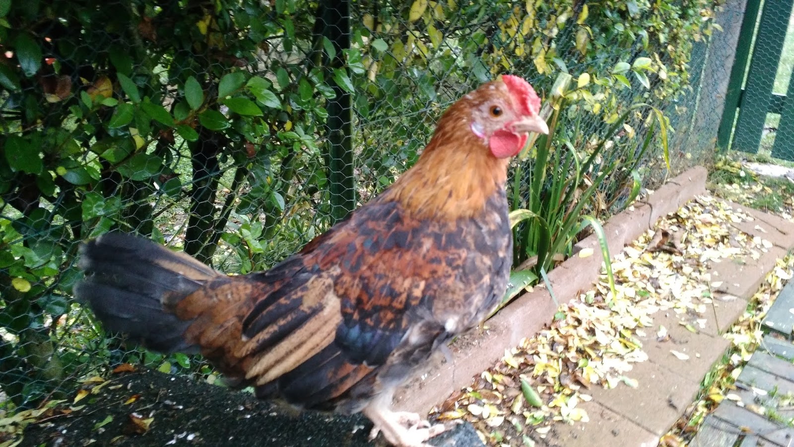 Rénovation Transformation Restauration Maison Poules Capillariose du