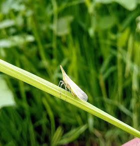 Integrated Pest Management in hindi (IPM), Tools Of IPM In Hindi.