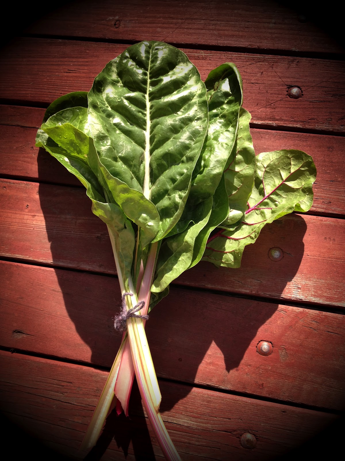 Watch My Urban Garden Grow