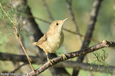 Boscarla de canyar (Acrocephalus scirpaceus)