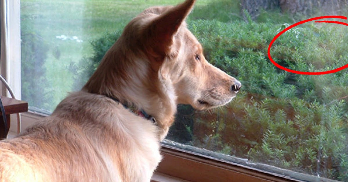 Dog stares out the window every day, then his owner makes a bizarre