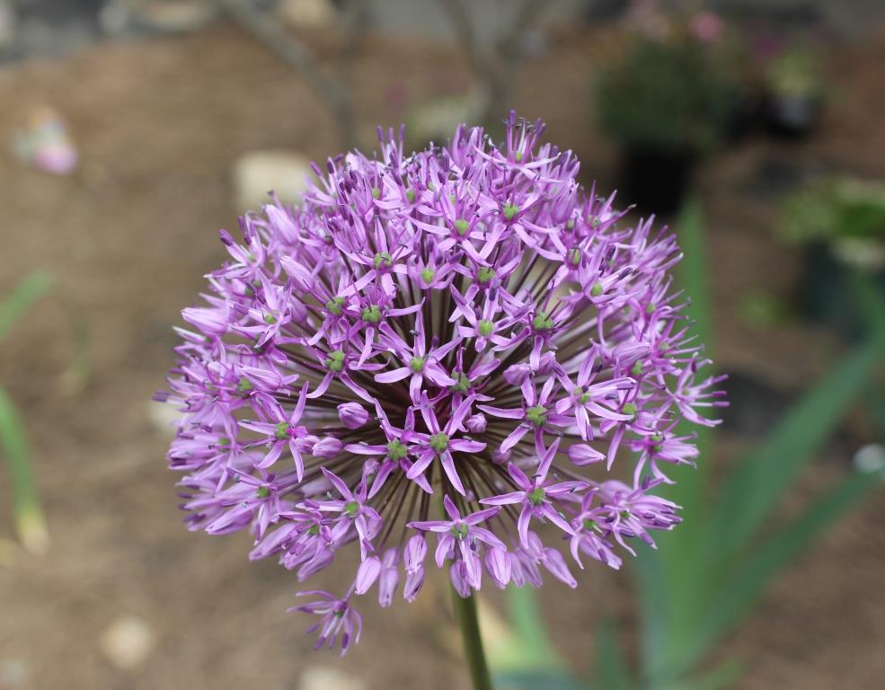 Life at Willeth Farm May 2016 Garden Bloom Day