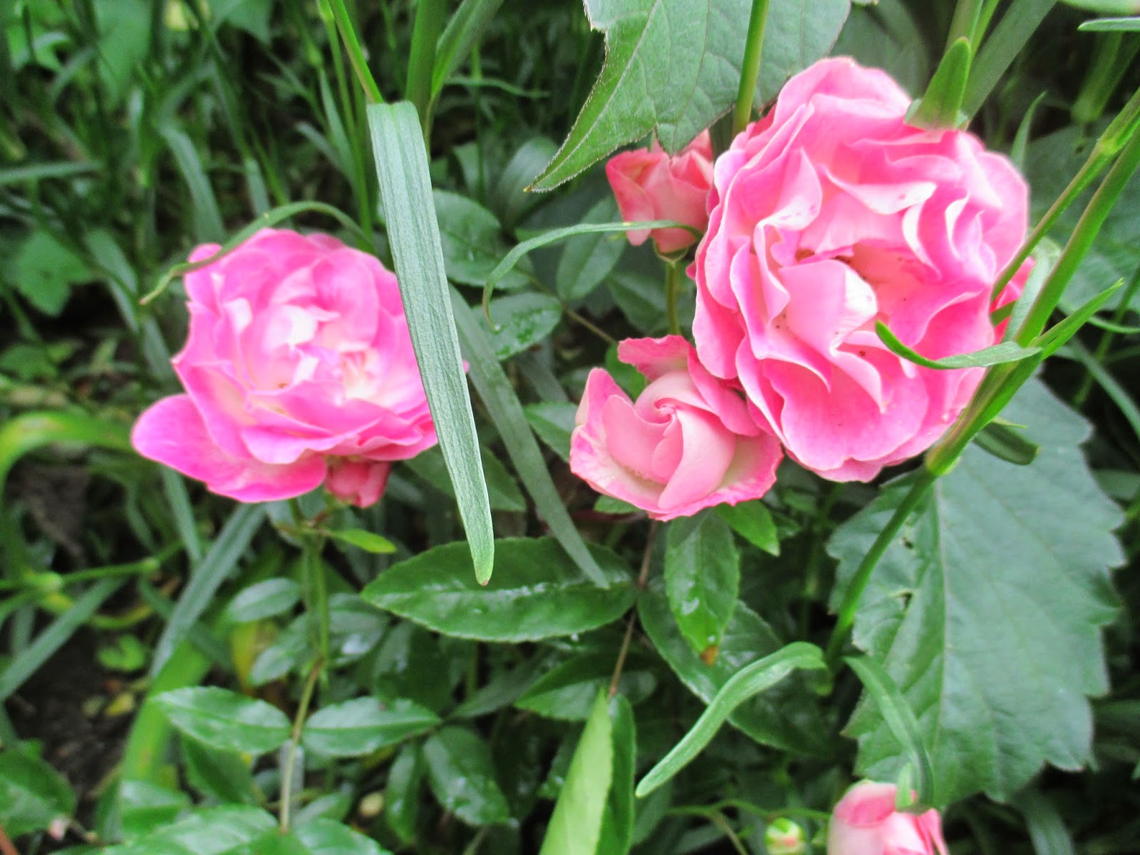Hoe hoe grow: Garden Blogger's Bloom day - it's all about the roses ...