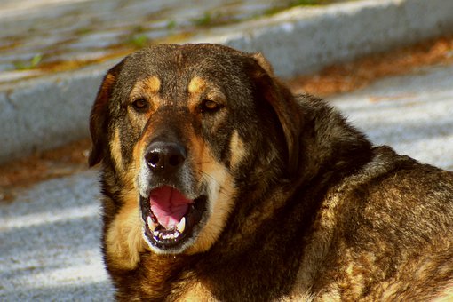 L'alimentation d'un chien influence la santé bucco-dentaire