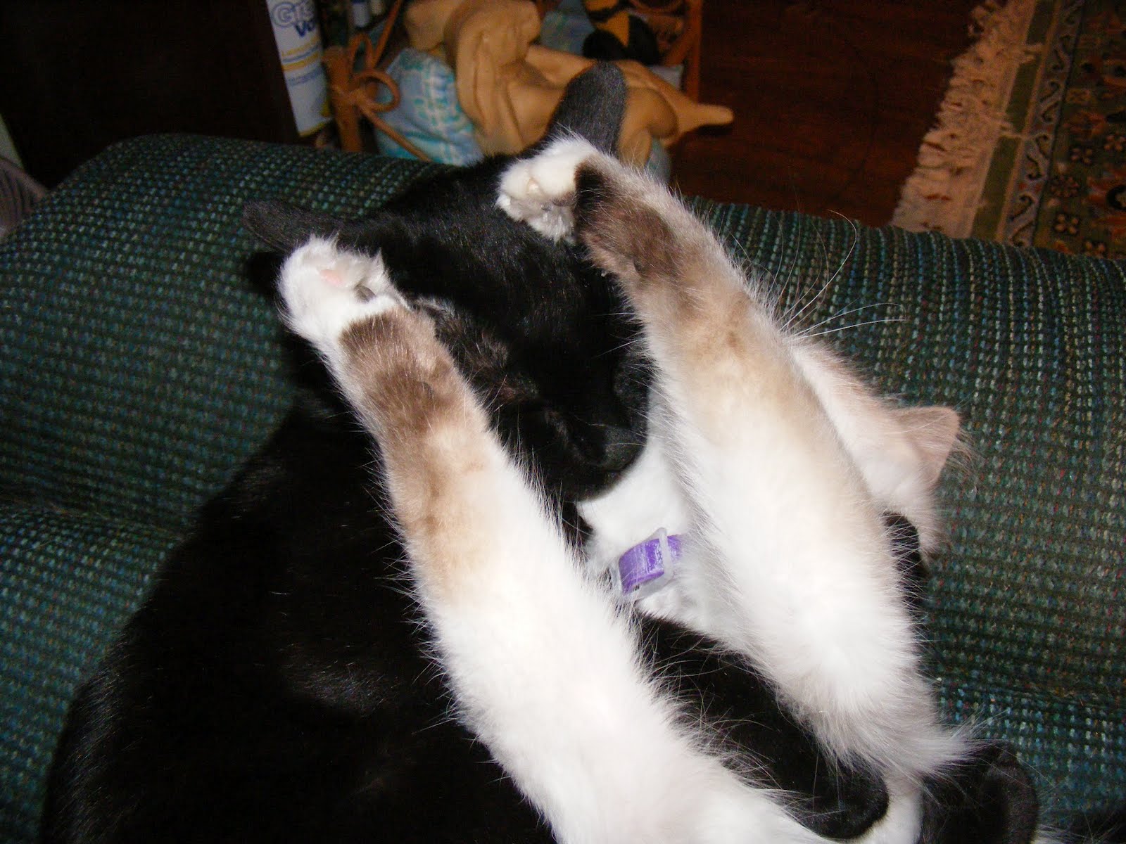RockyCat Basement cat v. ceiling cat