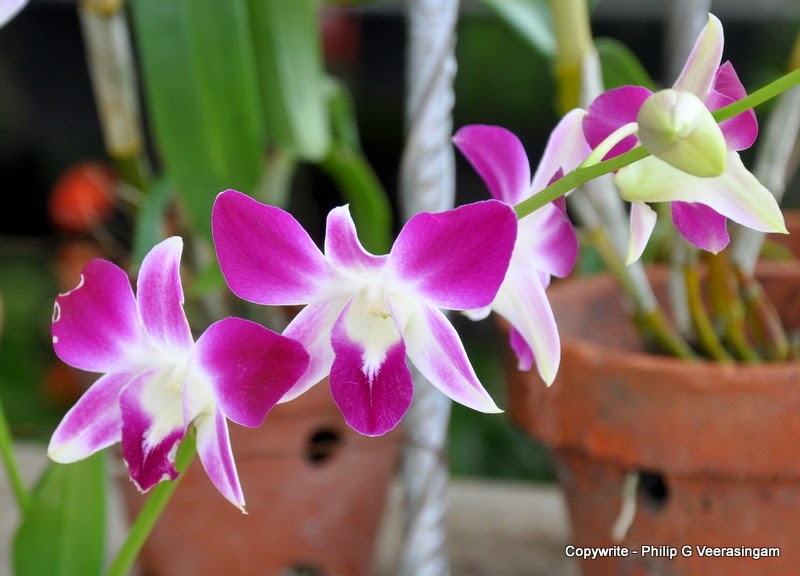 philipveerasingam Orchid plants for sale, 'Waters Edge', Colombo, Sri