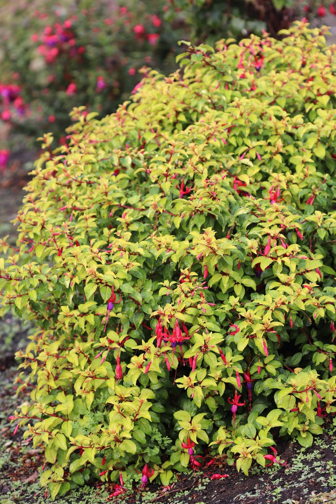 Hardy Fuchsias at Chickadee Gardens