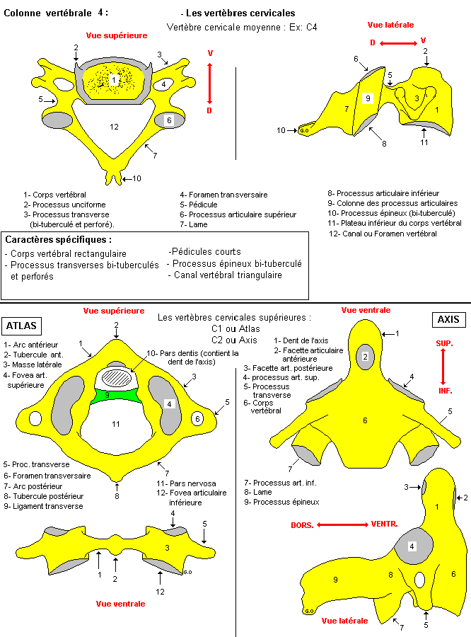 Ostéologie du rachis, axis et vertèbre cervicale, Sacrum, Vertèbre