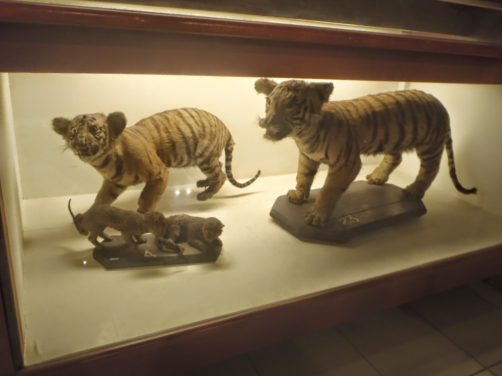 Foot and Fire: FOOT: UST Museum&rsquo;s Preserved Animals