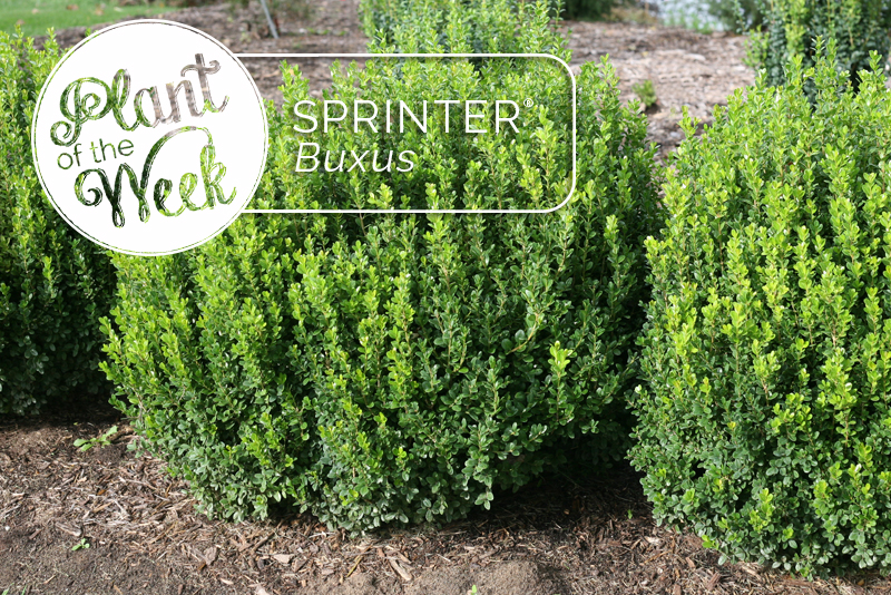 Proven Winners Colorchoice Plant Of The Week 2016
